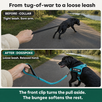 Loose leash walk with a black labrador wearing a turquoise no-pull harness